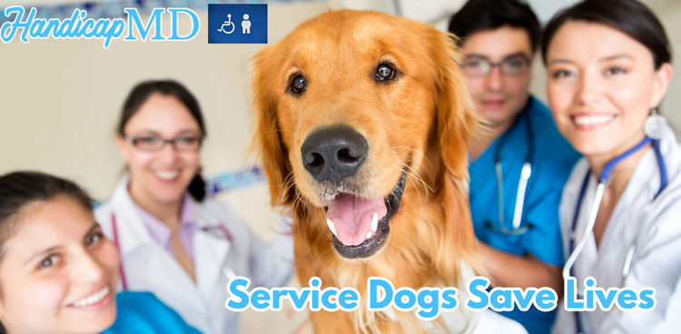 Service Dogs Save Lives